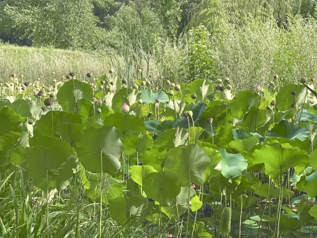 Lotus blooming in a pond near an old house by the Rio Grande in New Mexico, surrounded by lush greenery
