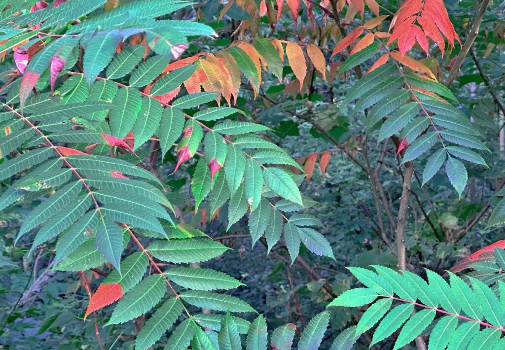 A close up photo of Staghorn Sumac leaves, with green foliage showing early patches of red as they begin to turn in autumn.
