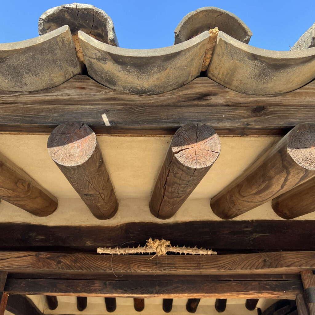 Castor aralia branches hanging beneath the eaves of a traditional Korean house.